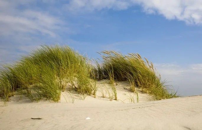 Stranddüne in Norddorf auf Amrum