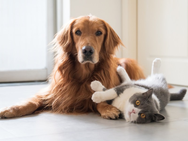 Hund und Katze, die auf dem Boden liegen und Richtung Kamera schauen
