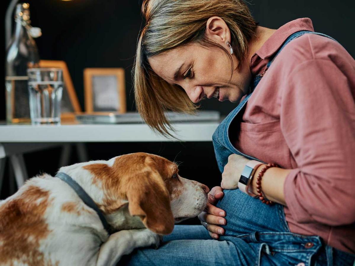 Schwangere Frau sitzt auf einem Stuhl und hält ihren Bauch fest. Ihr Hund hat sich mit den Vorderpfoten auf ihre Knie gestützt und schnuppert am Babybauch.