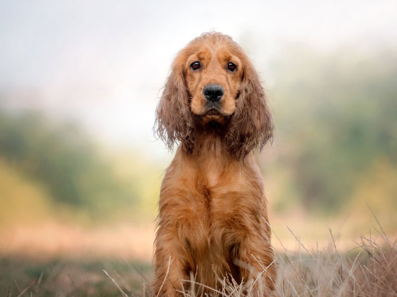 Cocker Spaniel sitzt auf dem Weg