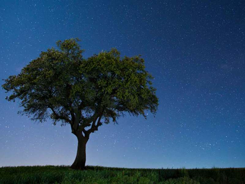 Ein mysthischer Baum steht in der Dämmerung auf einem freien Feld.