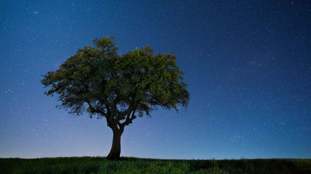 Keltisches Baumhoroskop: Finde heraus, welcher dein Lebensbaum ist
