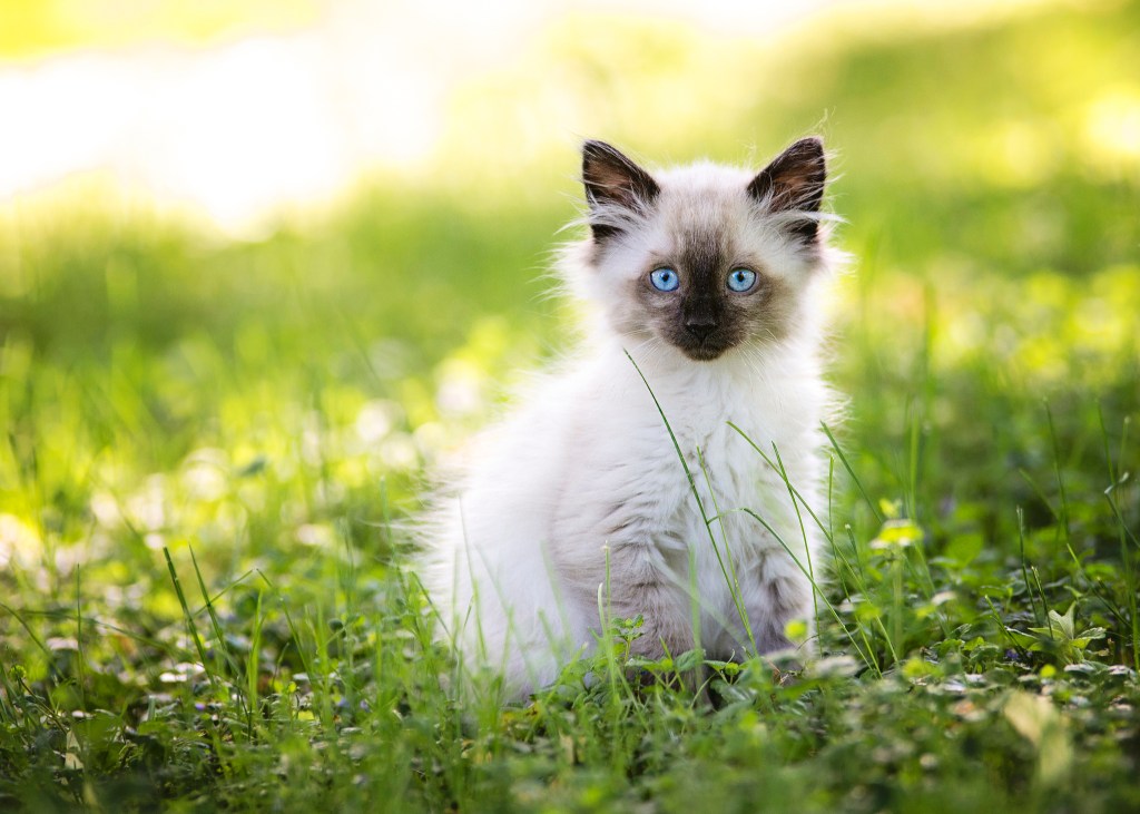 Kleine Birma Katze im Gras.