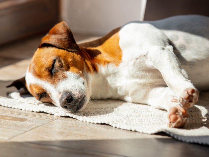 Hund liegt in der Sonne