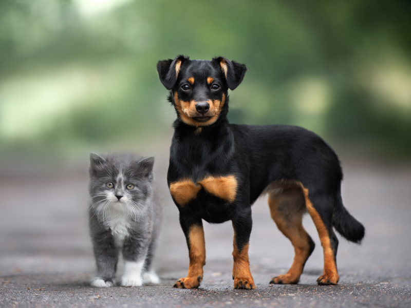 Kleiner, schwarzer Hund mit braunen Abzeichen steht neben grauweißer Kätzchen.