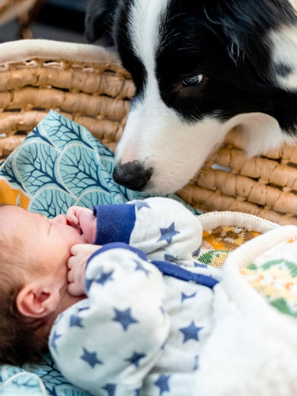 Baby und Haustier: So klappt das erste Kennenlernen ohne Eifersucht