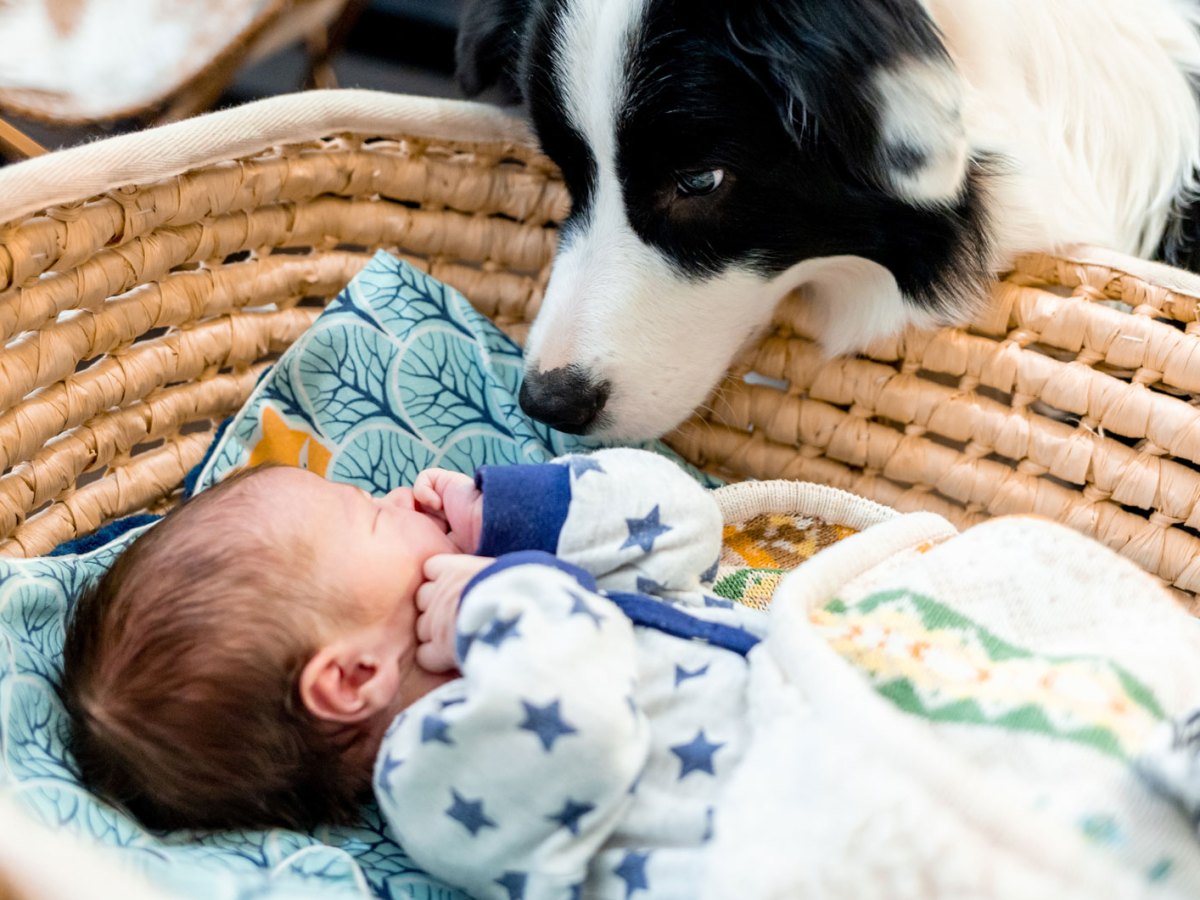 Ein Hund schnüffelt neugierig am Neugeborenen, das in einem Babybett liegt.