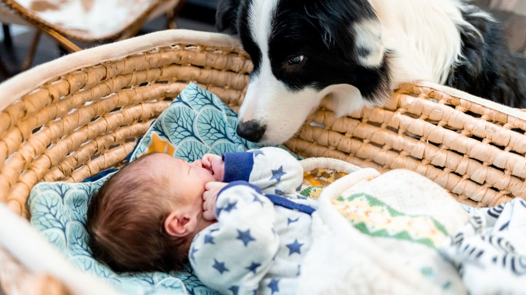 Baby und Haustier: So klappt das erste Kennenlernen ohne Eifersucht