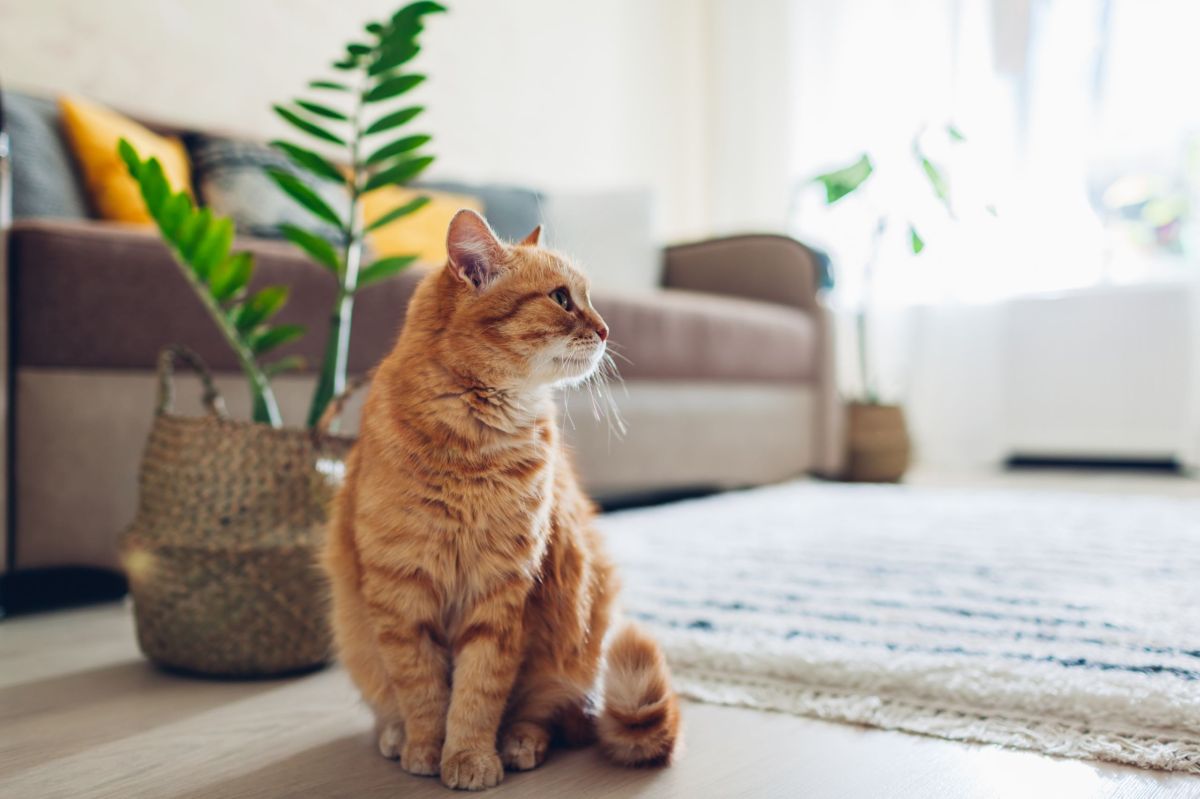 Eine orangefarbene Katze sitzt im Wohnzimmer