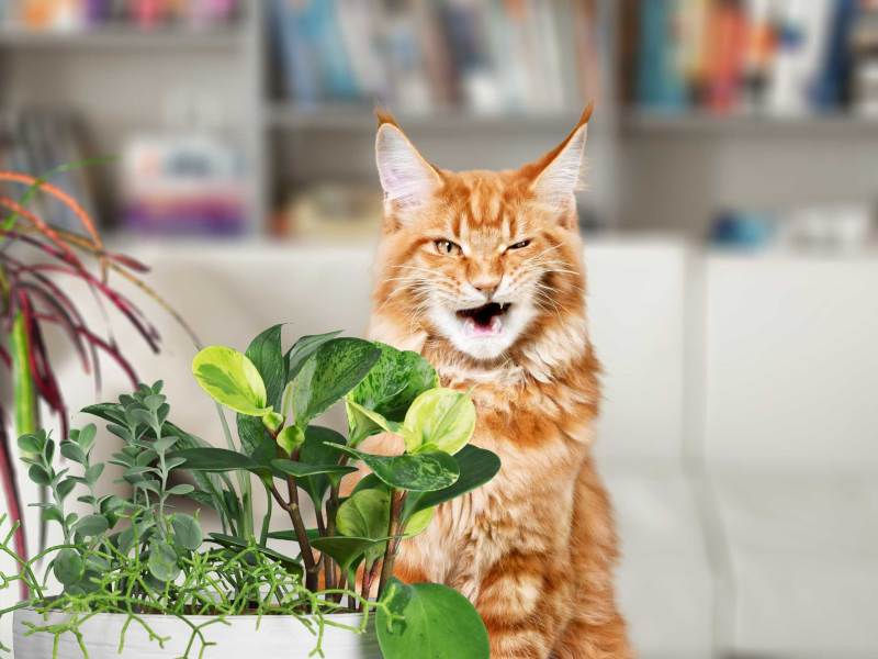 Niedliche Hauskatze schnüffelt an Zimmerpflanzen