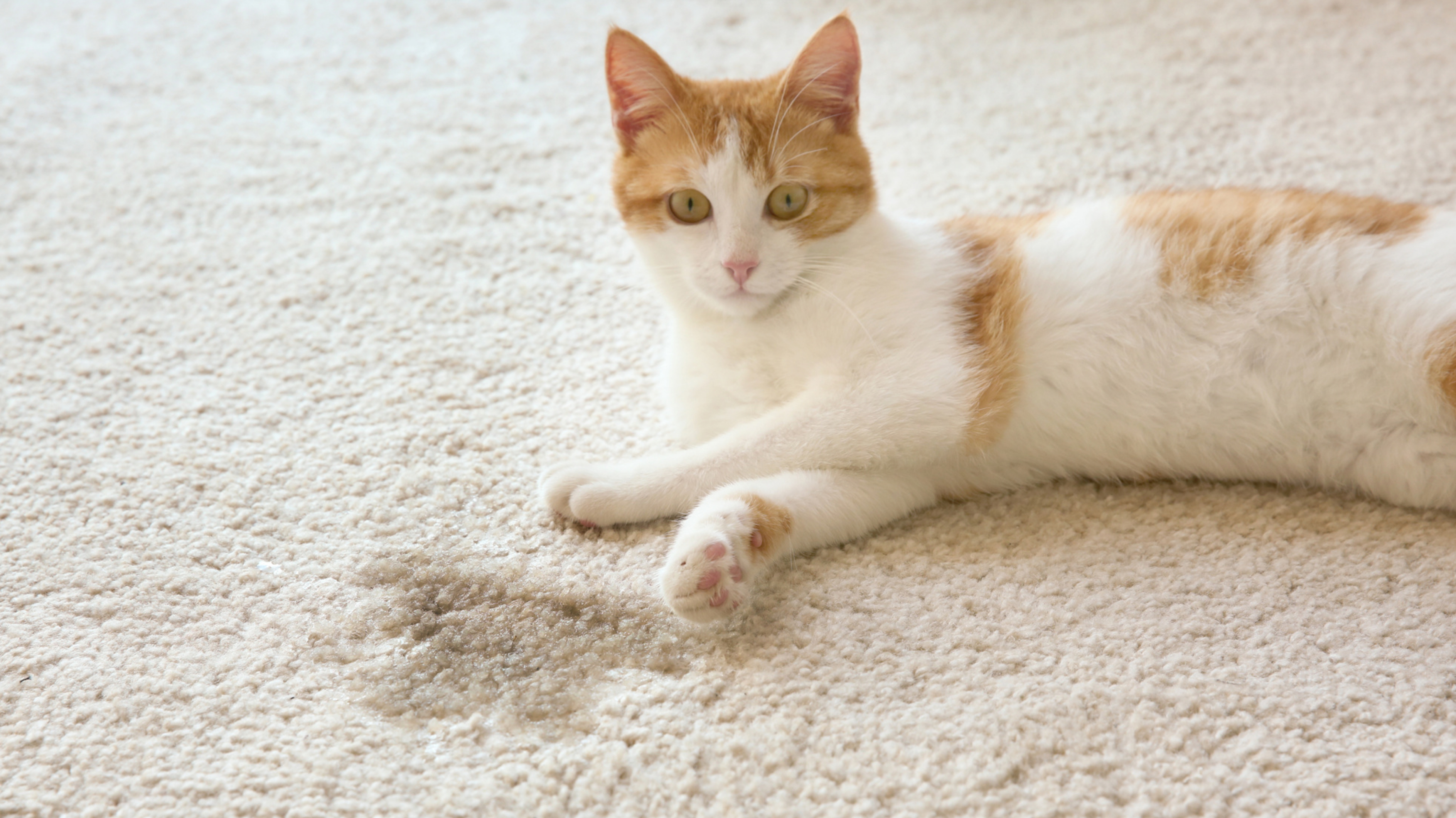 Katzenurin entfernen: Die besten Hausmittel gegen den Geruch - gofeminin