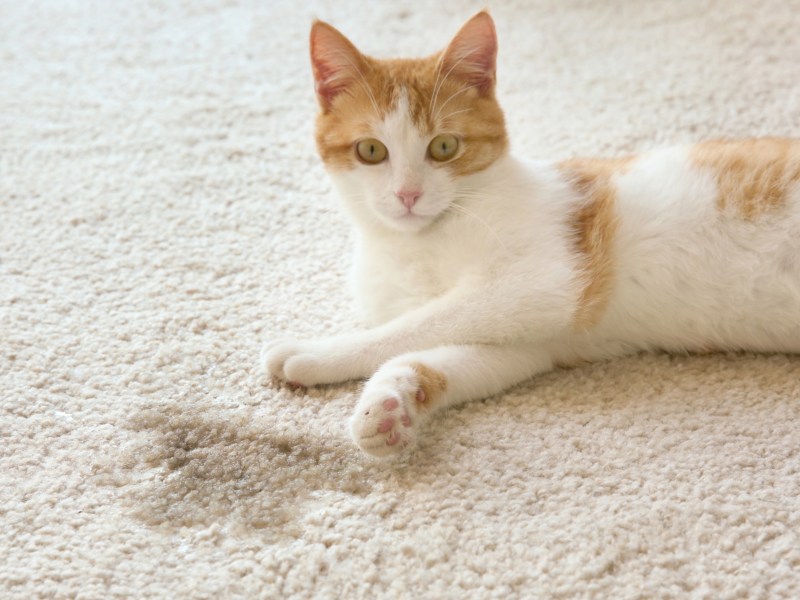 Katze liegt neben nassem Fleck auf Teppich.