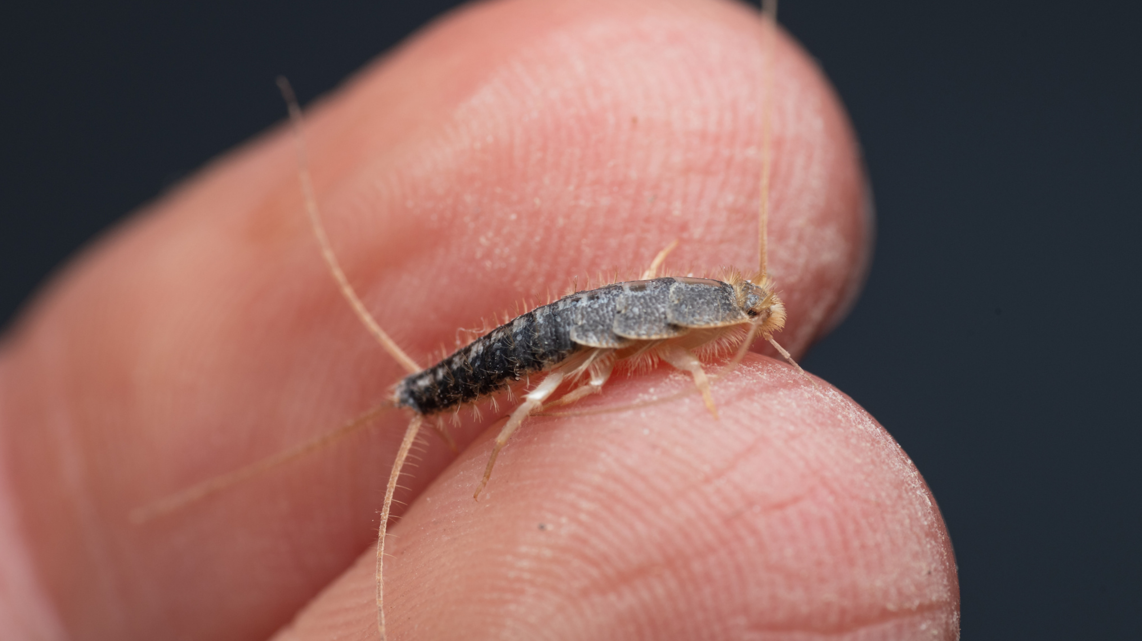 Silberfische-bek-mpfen-Die-besten-Mittel-gegen-die-kleinen-Insekten