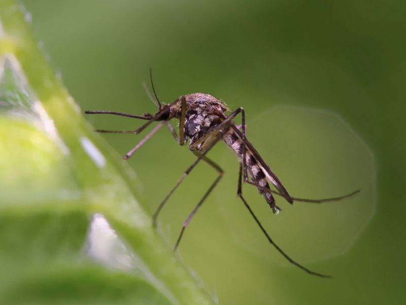 Pflanzen gegen Mücken: Stechmücke auf Pflanze