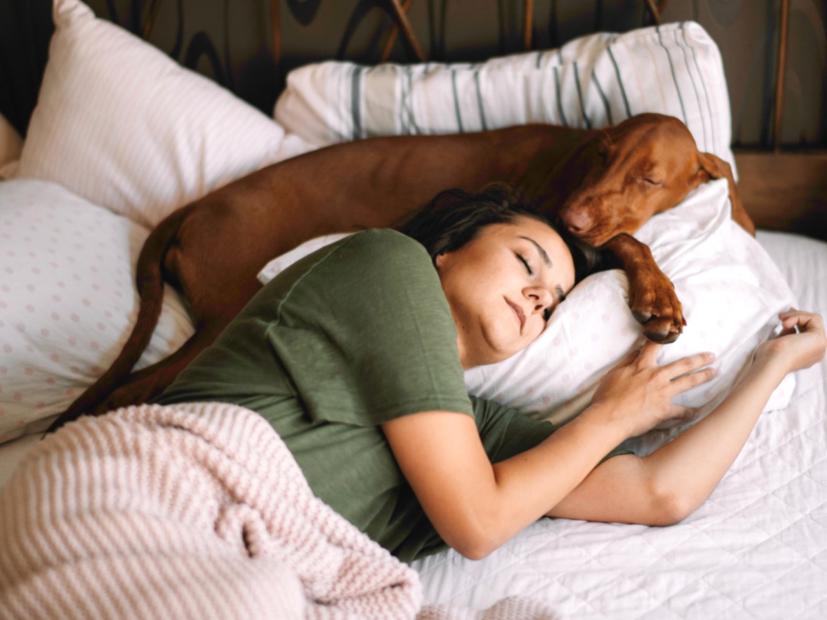 Flöhe im Bett wegen eines Hundes; Hund schläft mit Mensch im Bett