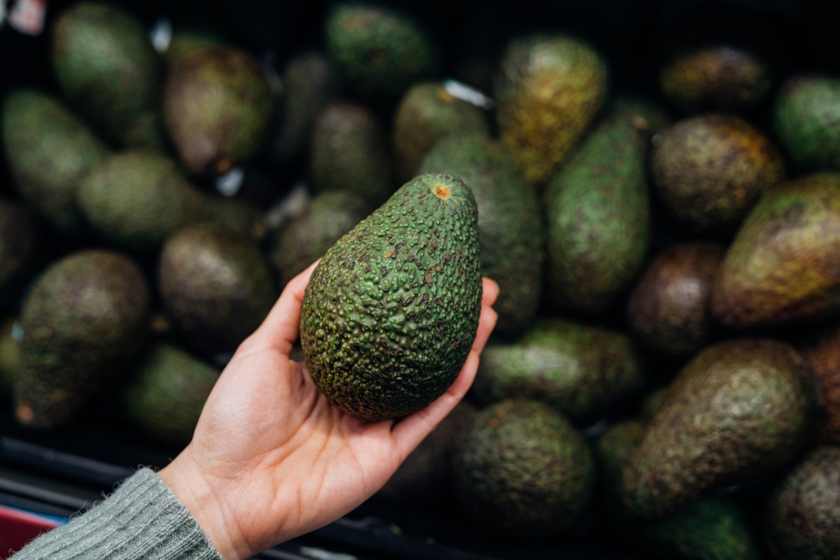 Foto einer Frauenhand die eine gründe Avocado hält, im Hintergrund viele Avocados