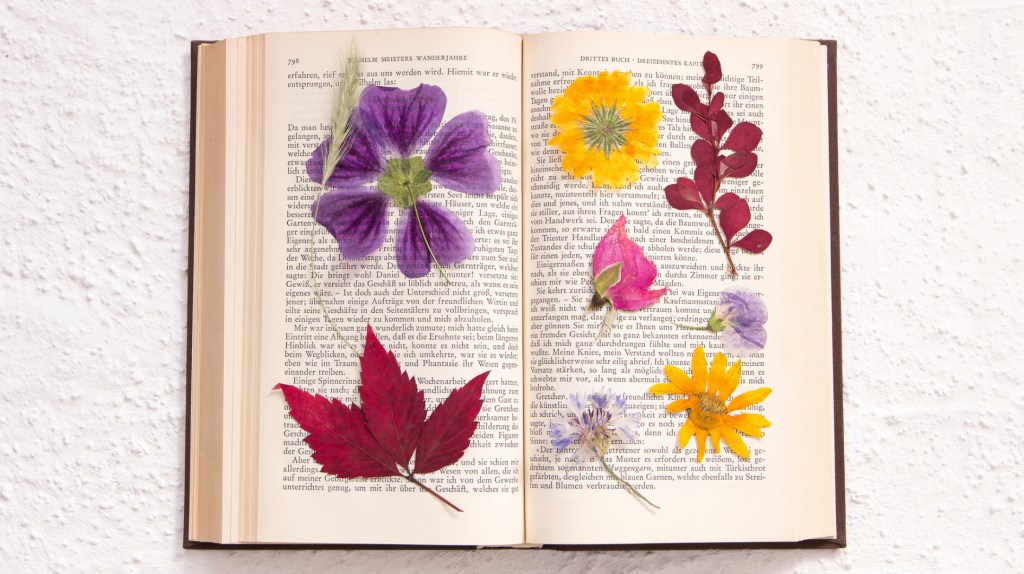 Gepresste Blüten in einem Buch.