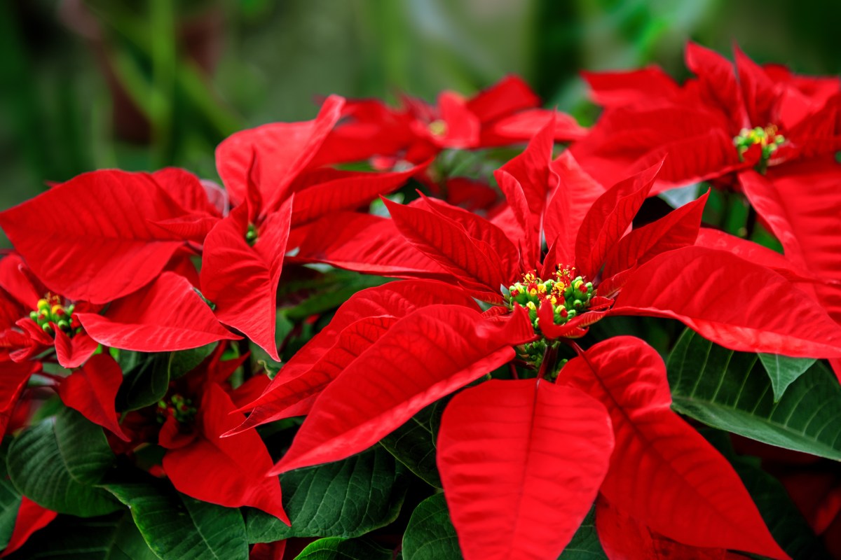 Roter Weihnachtsstern