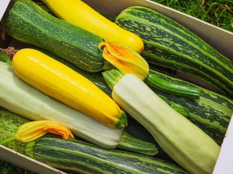 Eine Kiste mit frischen Zucchini in verschiedenen Farben.