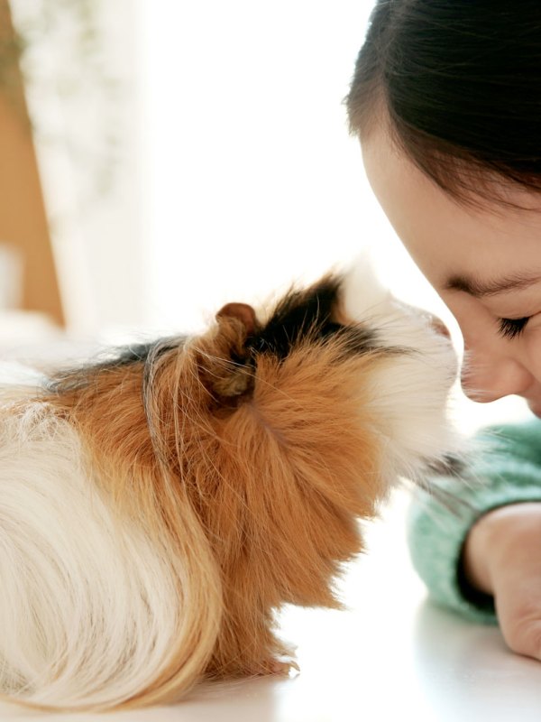 Hund, Katze, Kaninchen: Welche Haustiere für Kinder geeignet sind (und welche nicht)