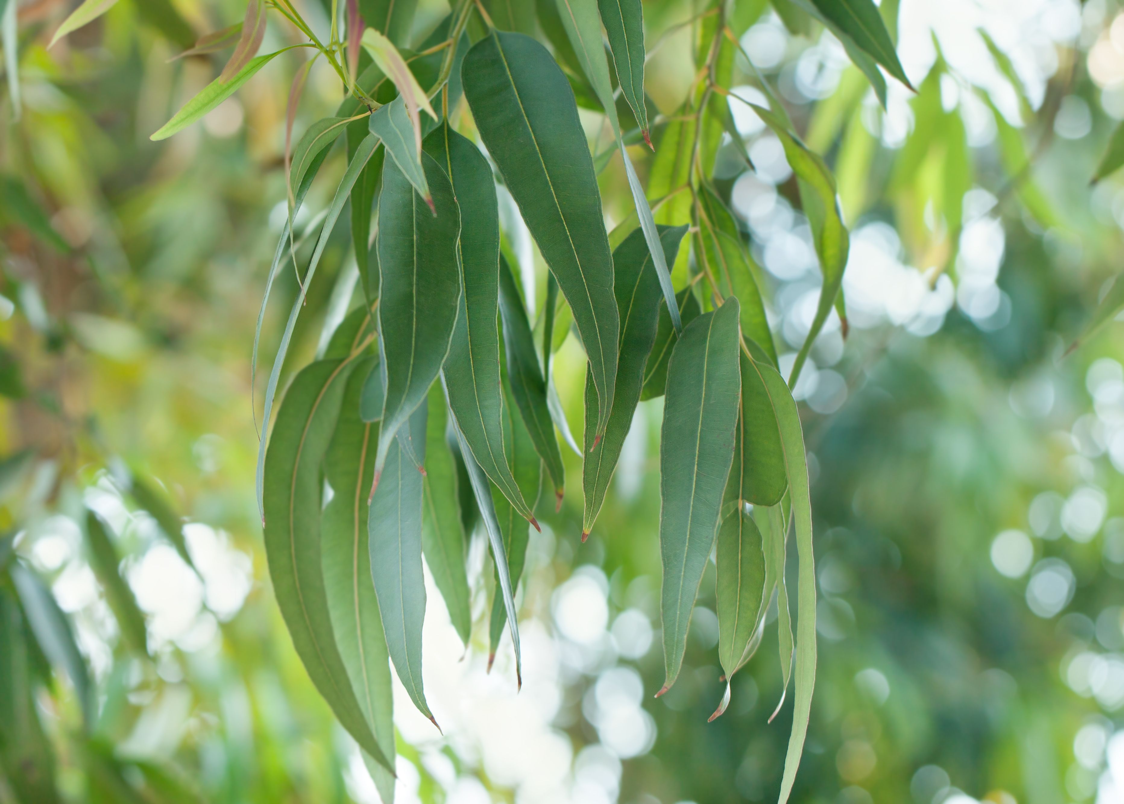 Zitronen-Eukalyptus gehört zu den Pflanzen, die Stechmücken vertreiben