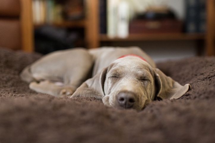 Grauer Hund schläft 