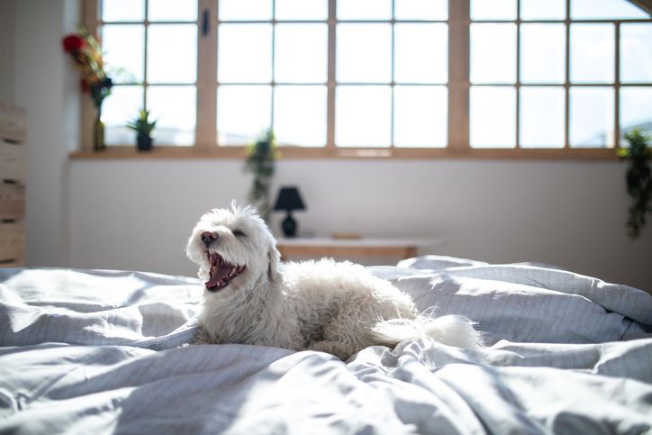Weißer Hund im Bett
