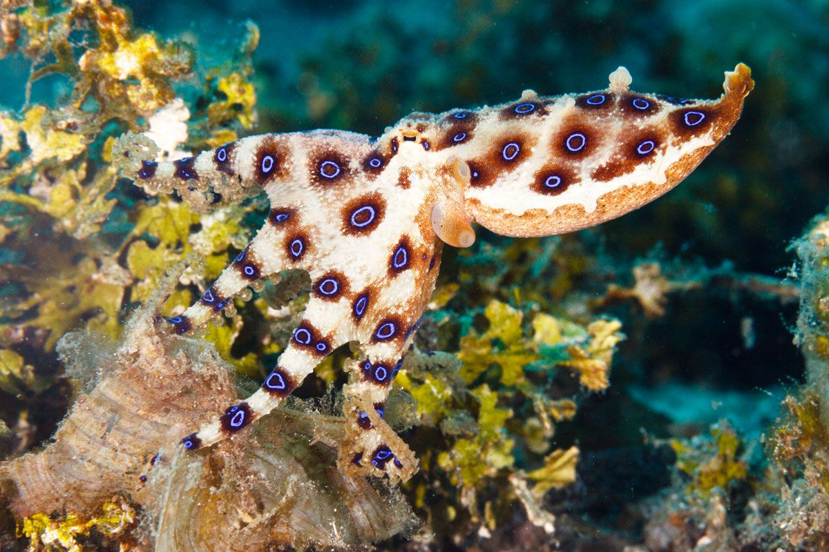 Der Blaugeringelte Kraken mit typischer Lochmusterung