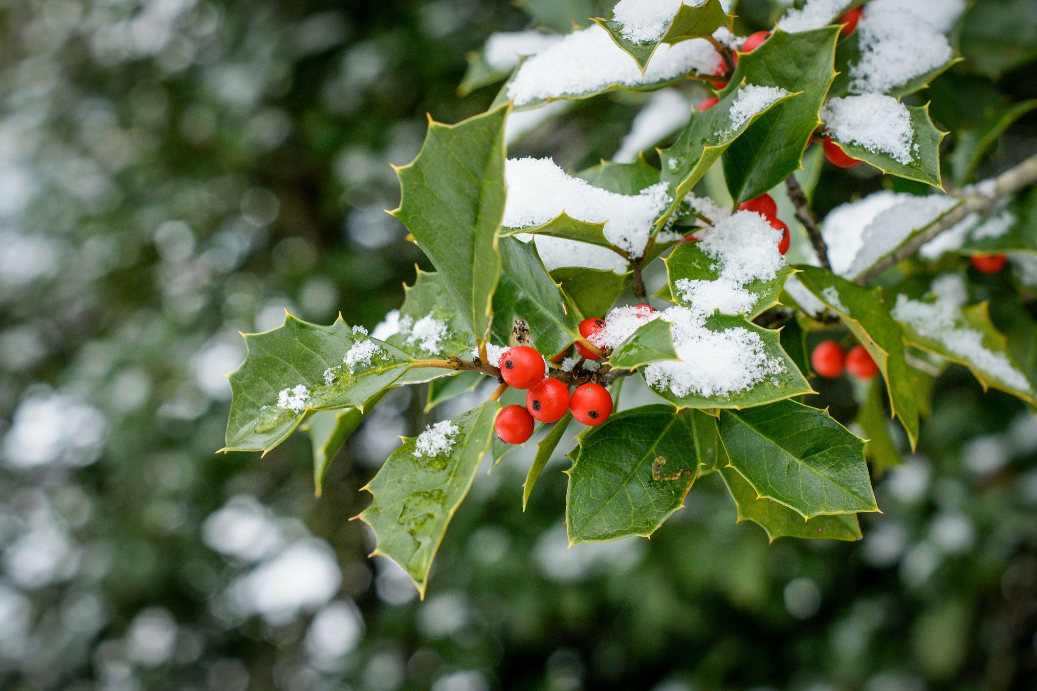 Winterharte Balkonpflanze: Stechpalme