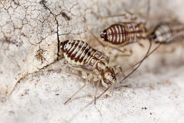 Psocoptera oder auch Staubläuse umfassen mehrere Tausend Arten.