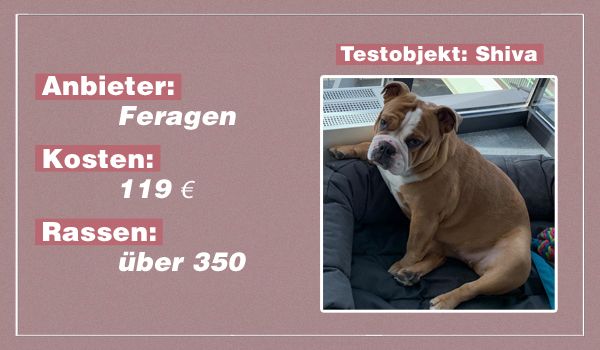 Grundig Vaccinere Danser DNA-Test für Hunde: Welche Rassen verstecken sich in meinem Hund? -  gofeminin