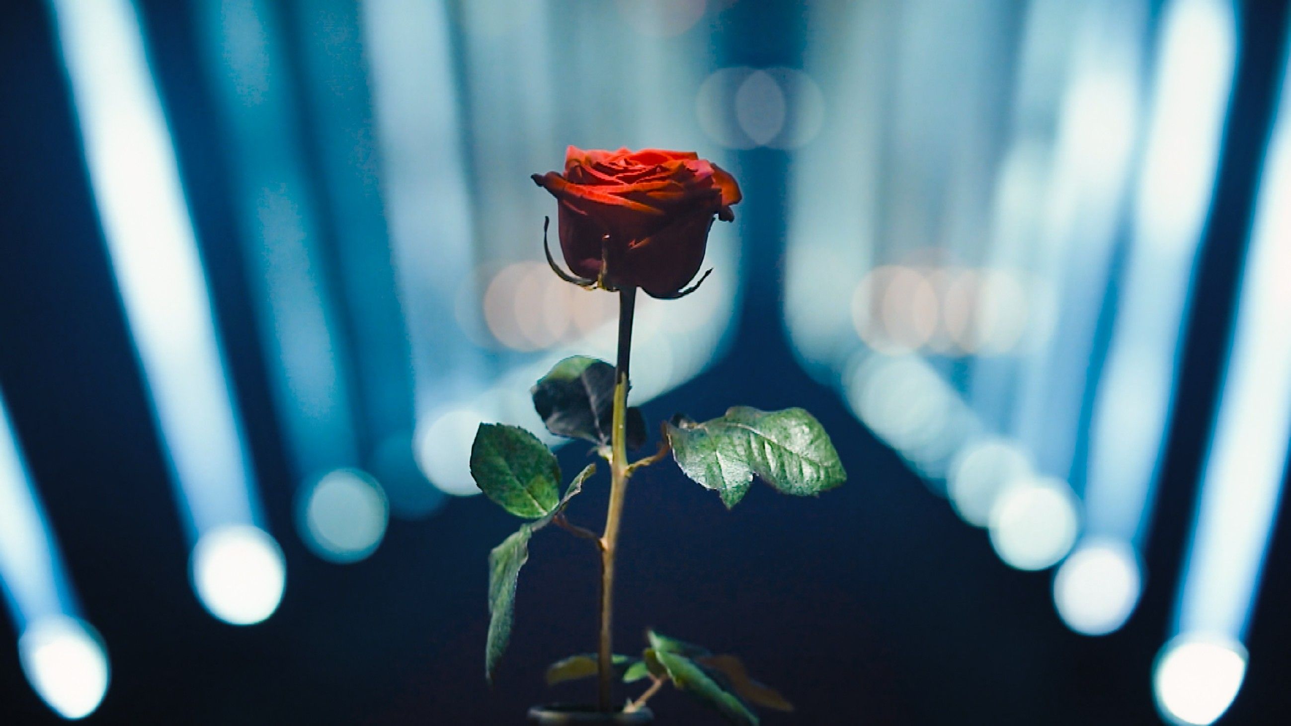 Die letzte Rose beim Bachelor