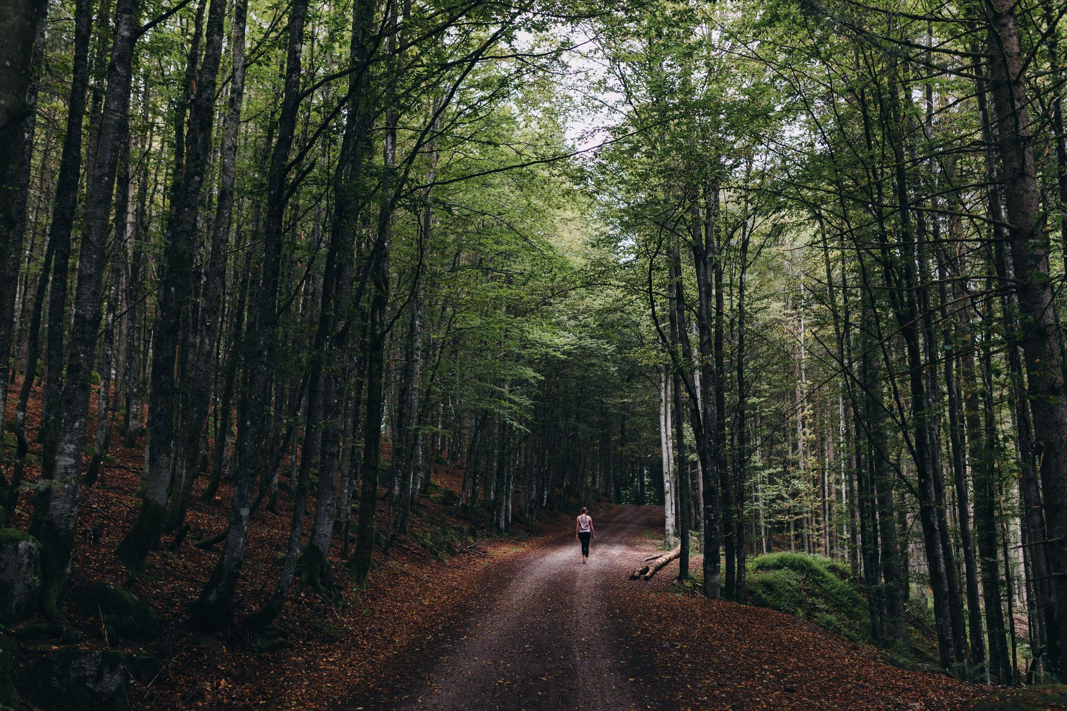 Nationalpark Schwarzwald