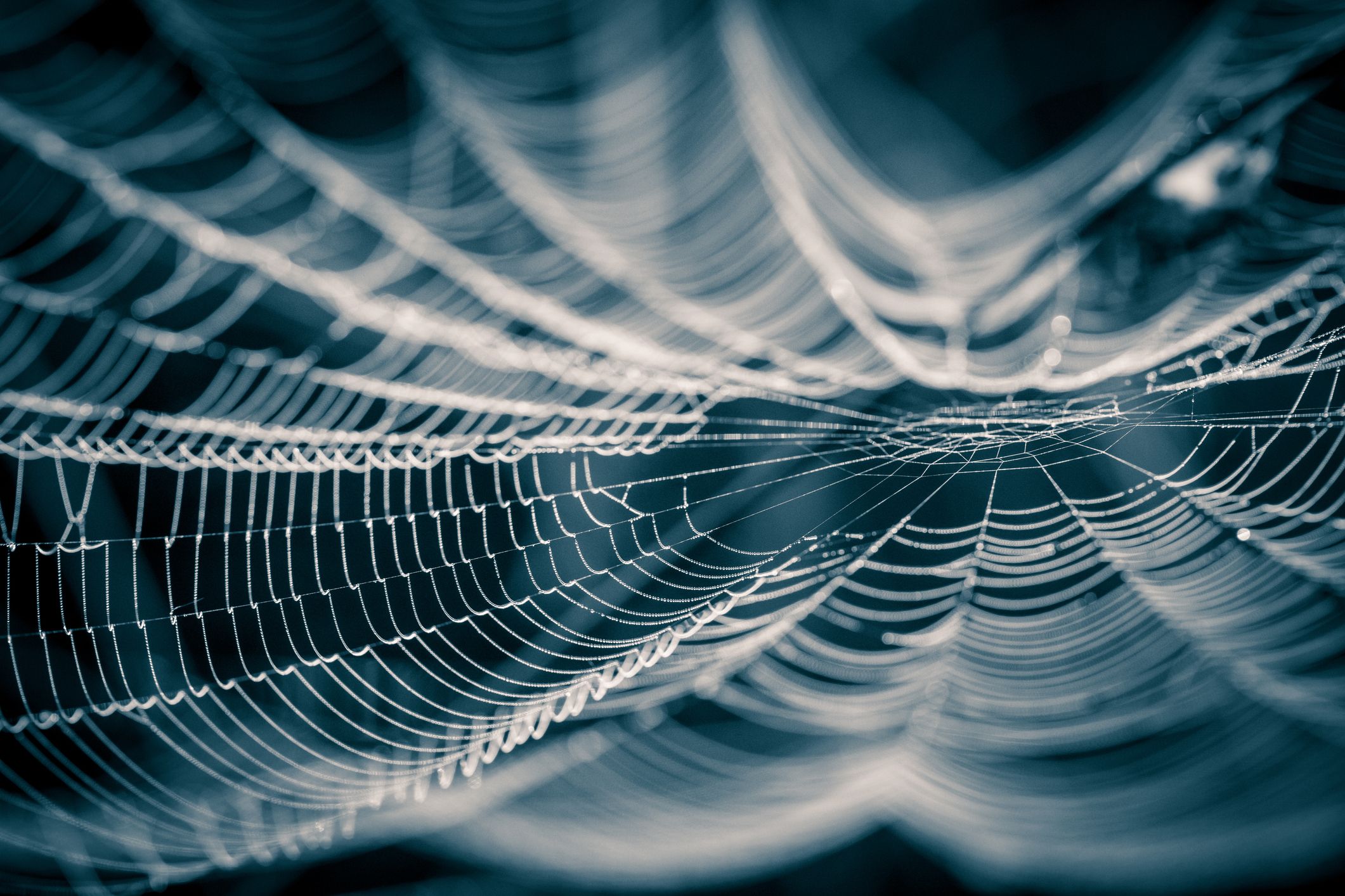 Traumdeutung Spinne: Darum träumt man vom Spinnennetz Traumdeutung Spinne: Darum träumt man vom Spinnennetz