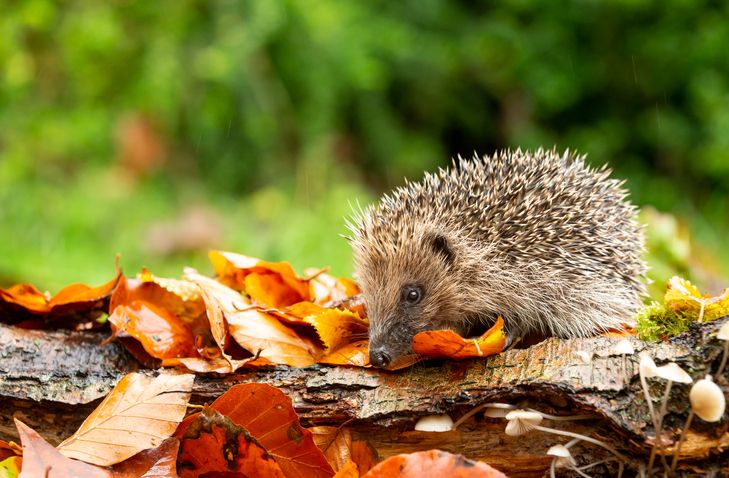 Laubhaufen für Igel bauen