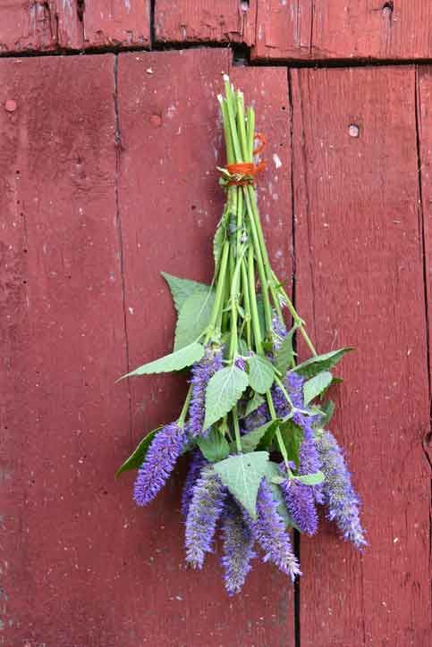 Agastache foeniculum