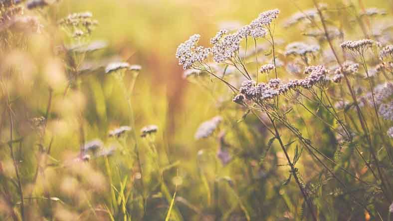 Achillea