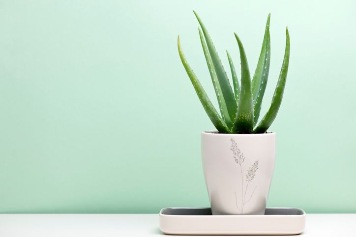 Aloe Vera