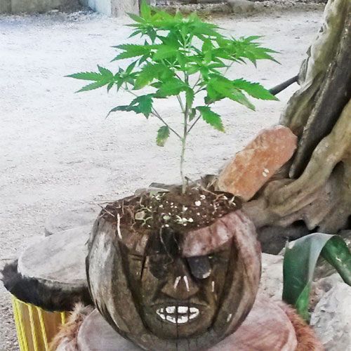 Cannabis im Rastafari Dorf