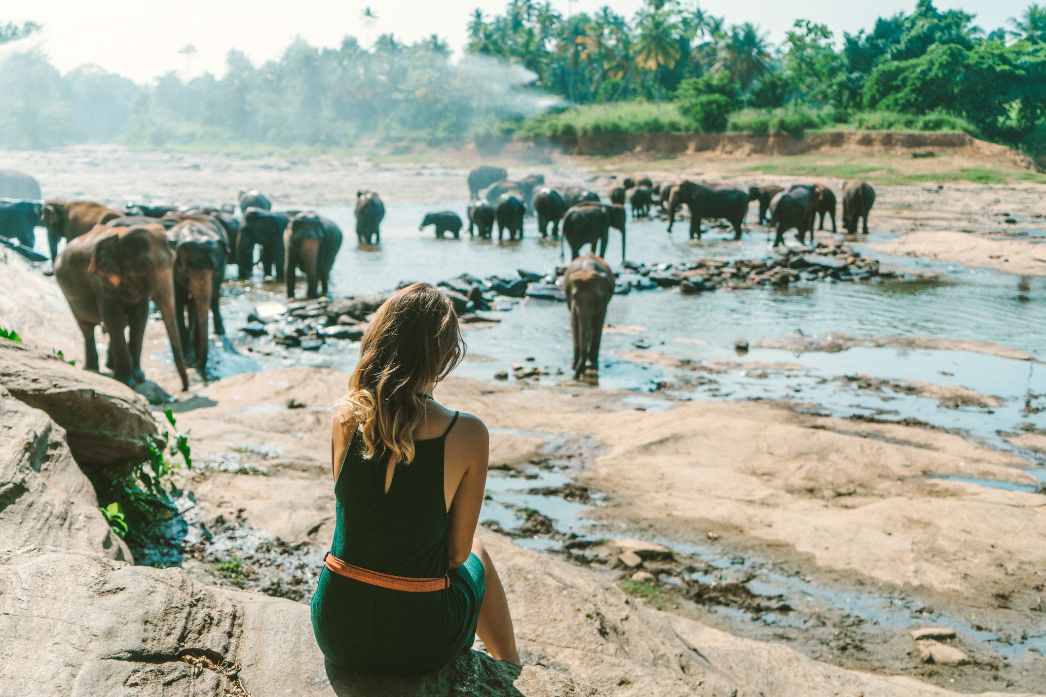 Elefanten in Sri Lanka