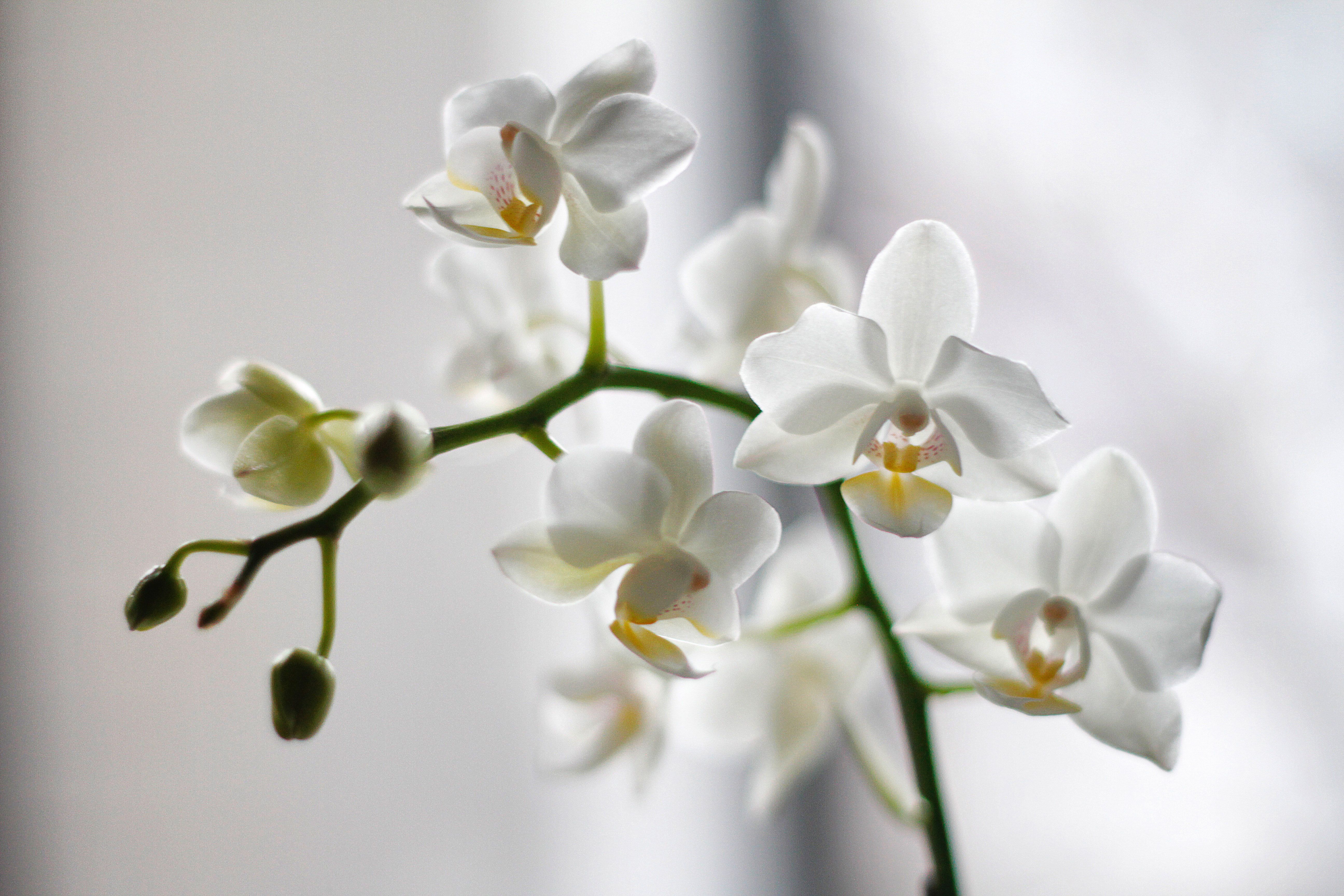 Orchideen richtig gießen