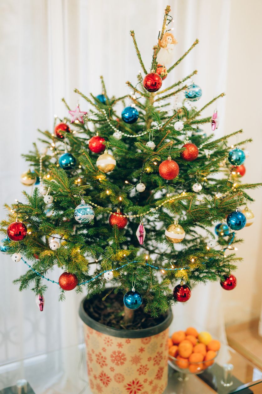 Umweltfreundliche Alternative zum klassischen Weihnachtsbaum: Weihnachtsbaum im Topf