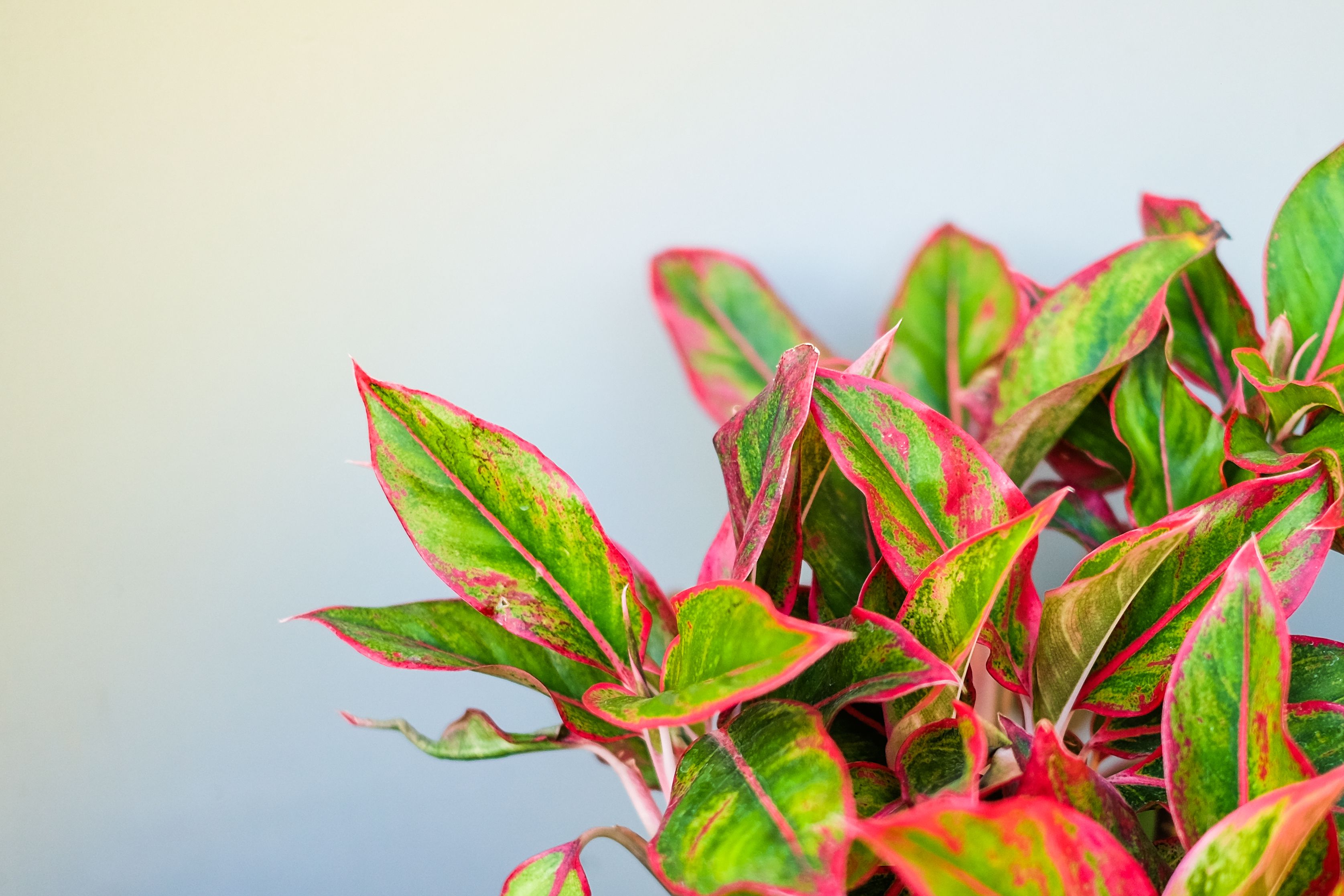 Zimmerpflanzen, die mit wenig Licht auskommen: Aglaonema / Kolbenfaden Zimmerpflanzen, die mit wenig Licht auskommen: Aglaonema / Kolbenfaden