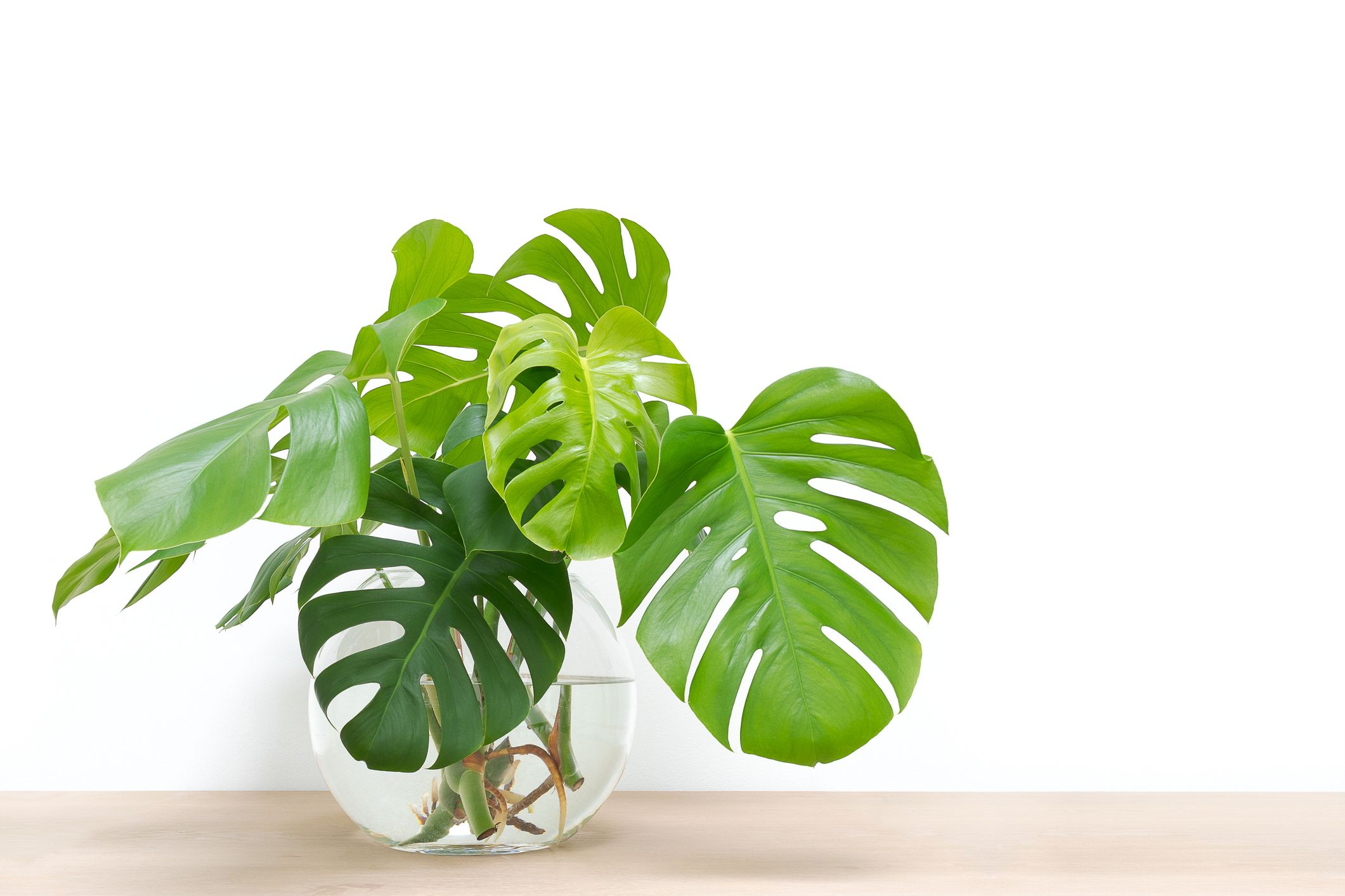 Zimmerpflanzen, die mit wenig Licht auskommen: Monstera / Fensterblatt Zimmerpflanzen, die mit wenig Licht auskommen: Monstera / Fensterblatt