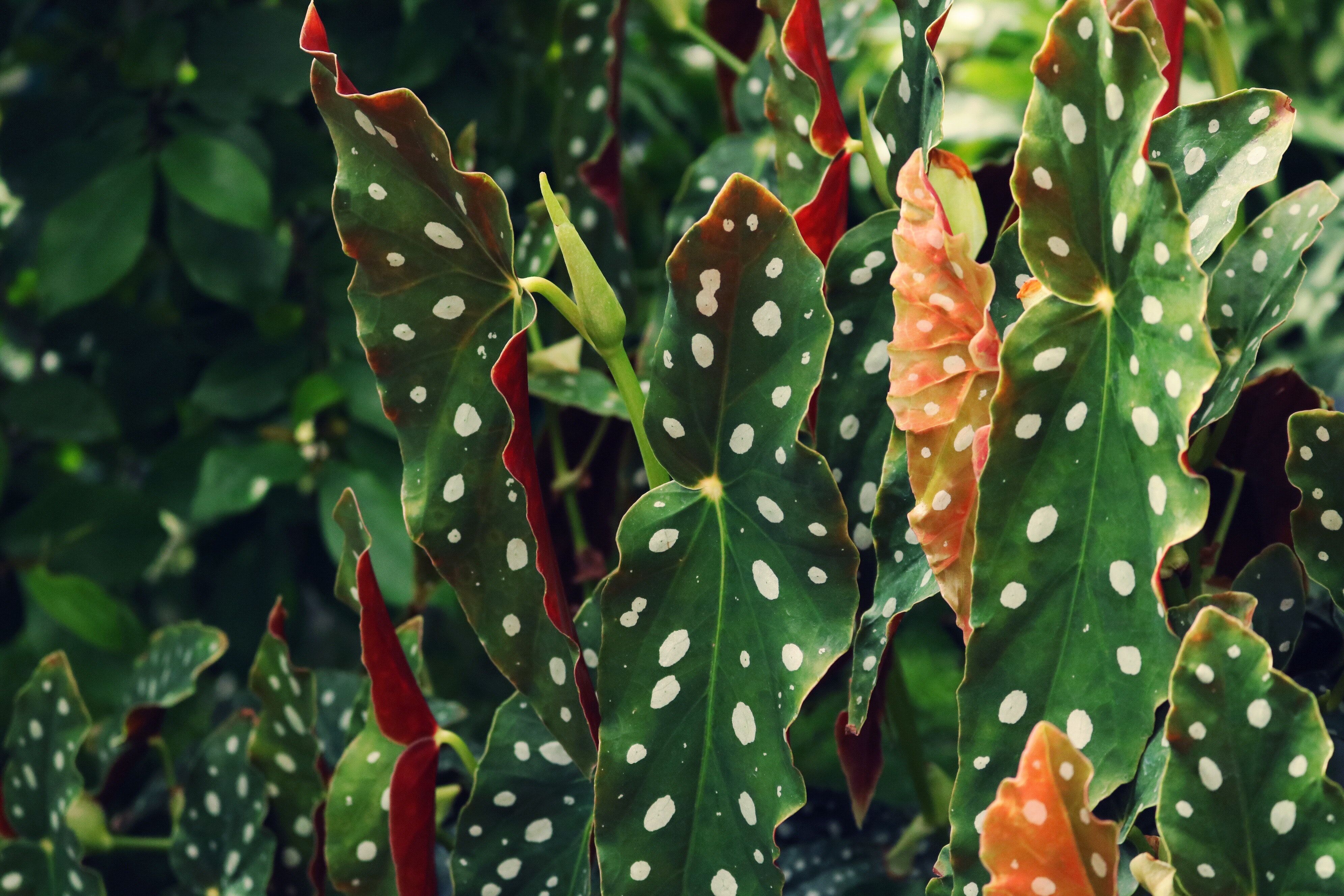 Zimmerpflanzen, die mit wenig Licht auskommen: Begonie / Begonia Zimmerpflanzen, die mit wenig Licht auskommen: Begonie / Begonia