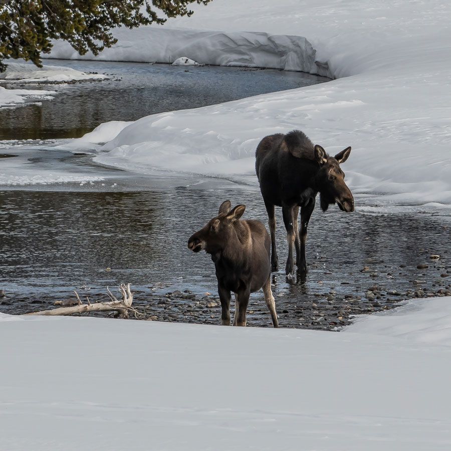 Winterurlaub in Schweden: Die besten Insidertipps - gofeminin