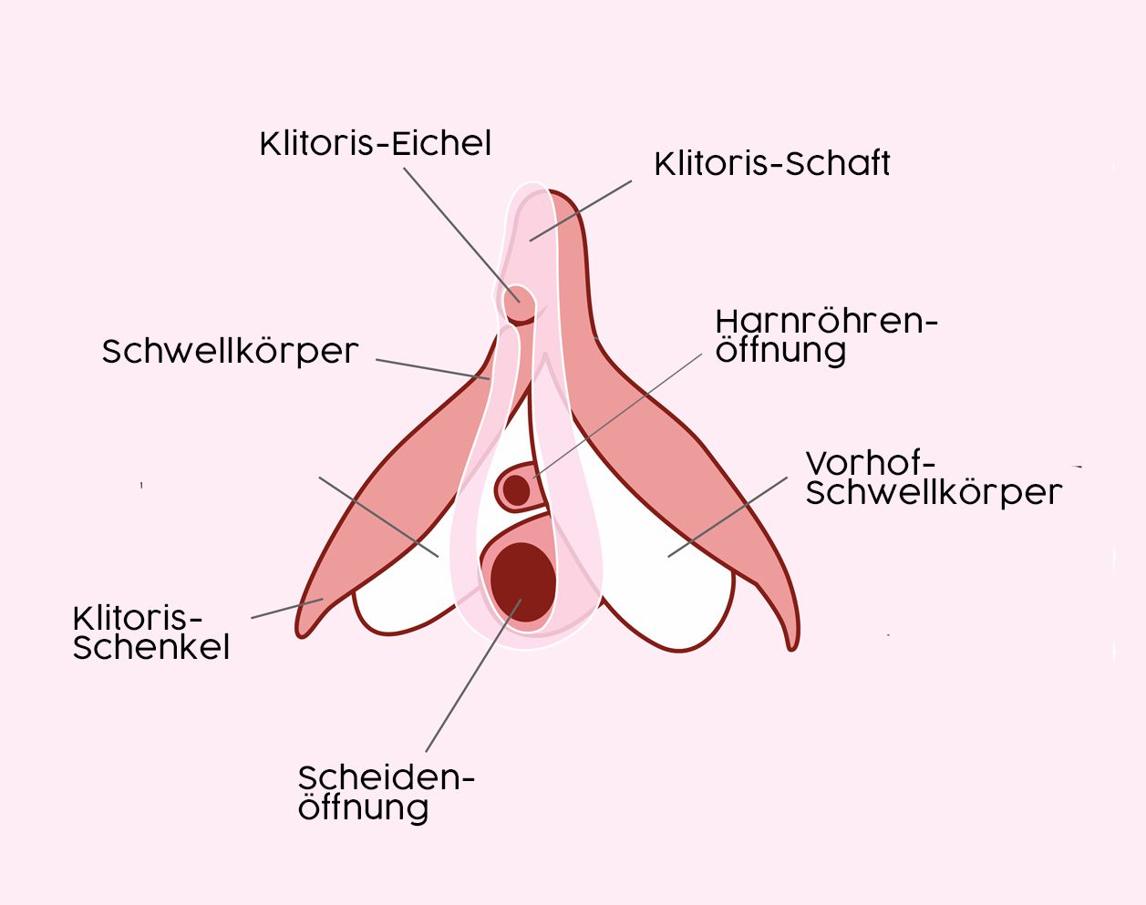 Aufbau der Klitoris