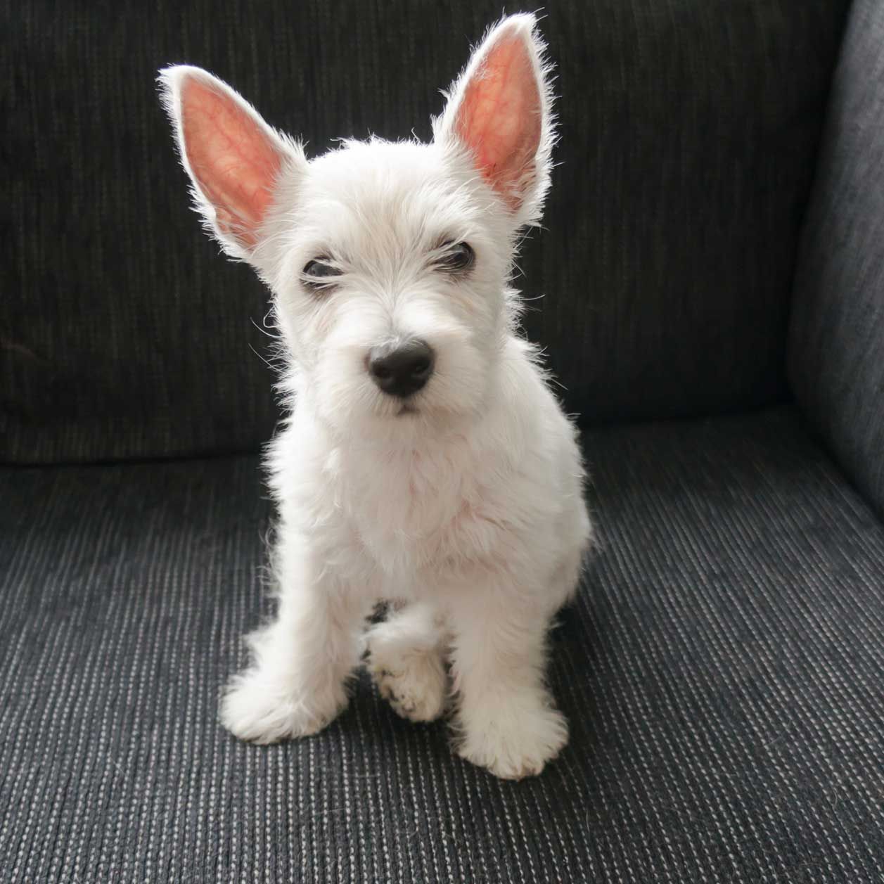 Hunde Lifehack: Sofa von Hundehaaren befreien Hunde Lifehack: Sofa von Hundehaaren befreien