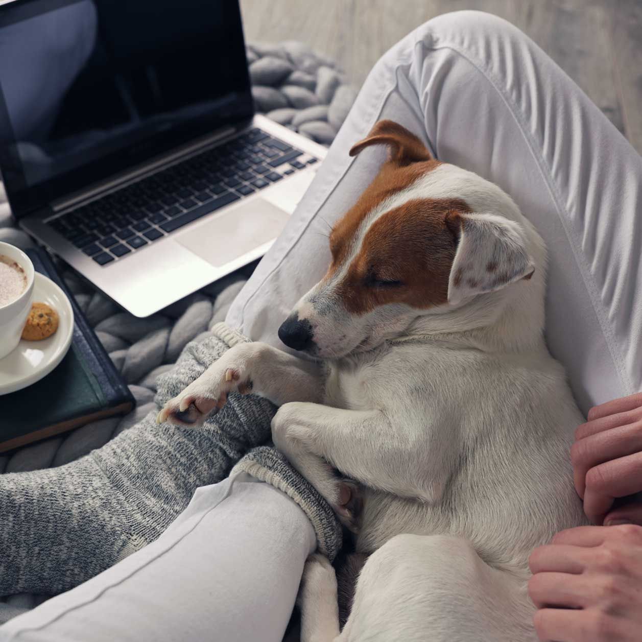 DIESE Übungen fördern die Bindung zwischen Mensch und Hund