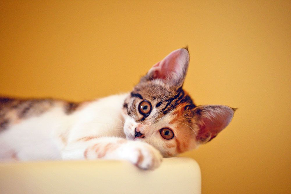 Katzen beschäftigen: Die besten Tricks und Ideen Katzen beschäftigen: Die besten Tricks und Ideen
